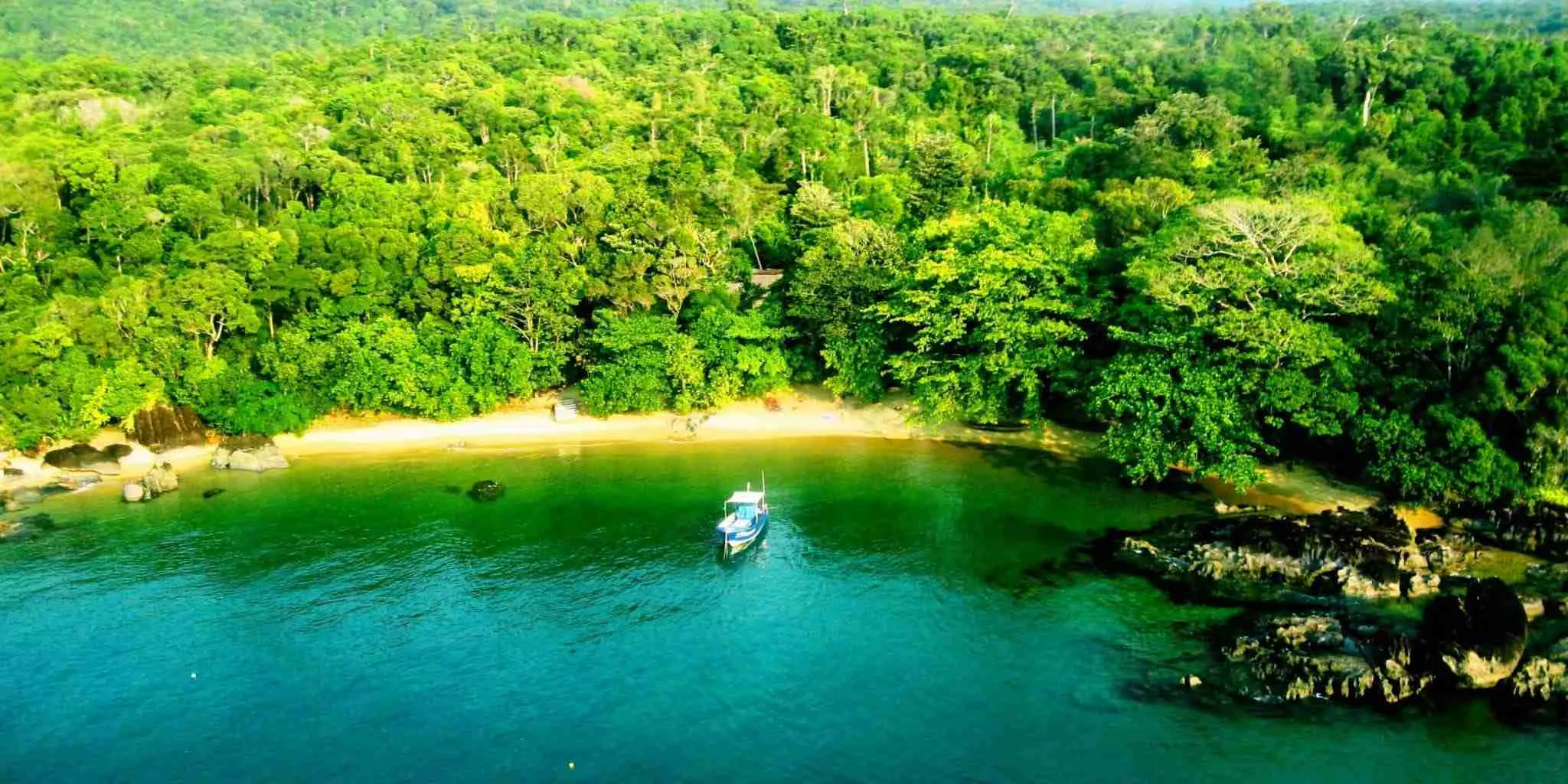 Forêt tropicale