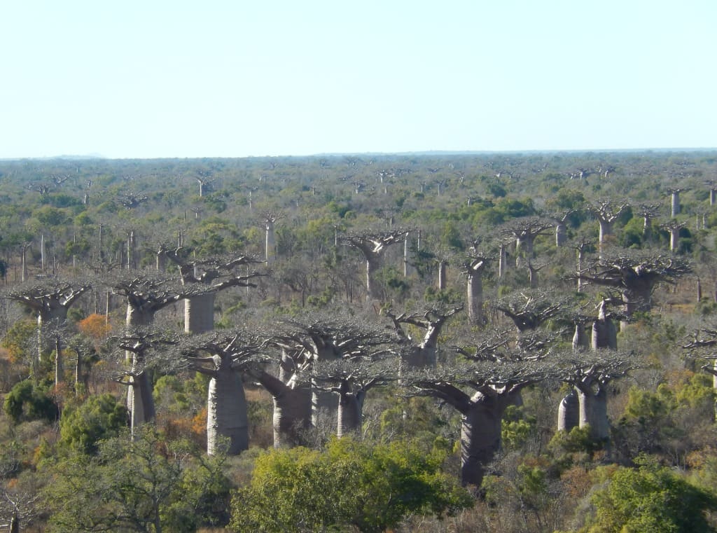 Parc Kirindy